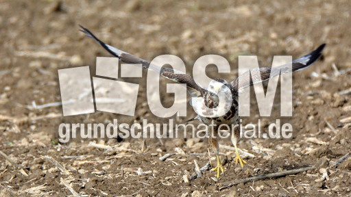 Mäusebussard_ (8).jpg